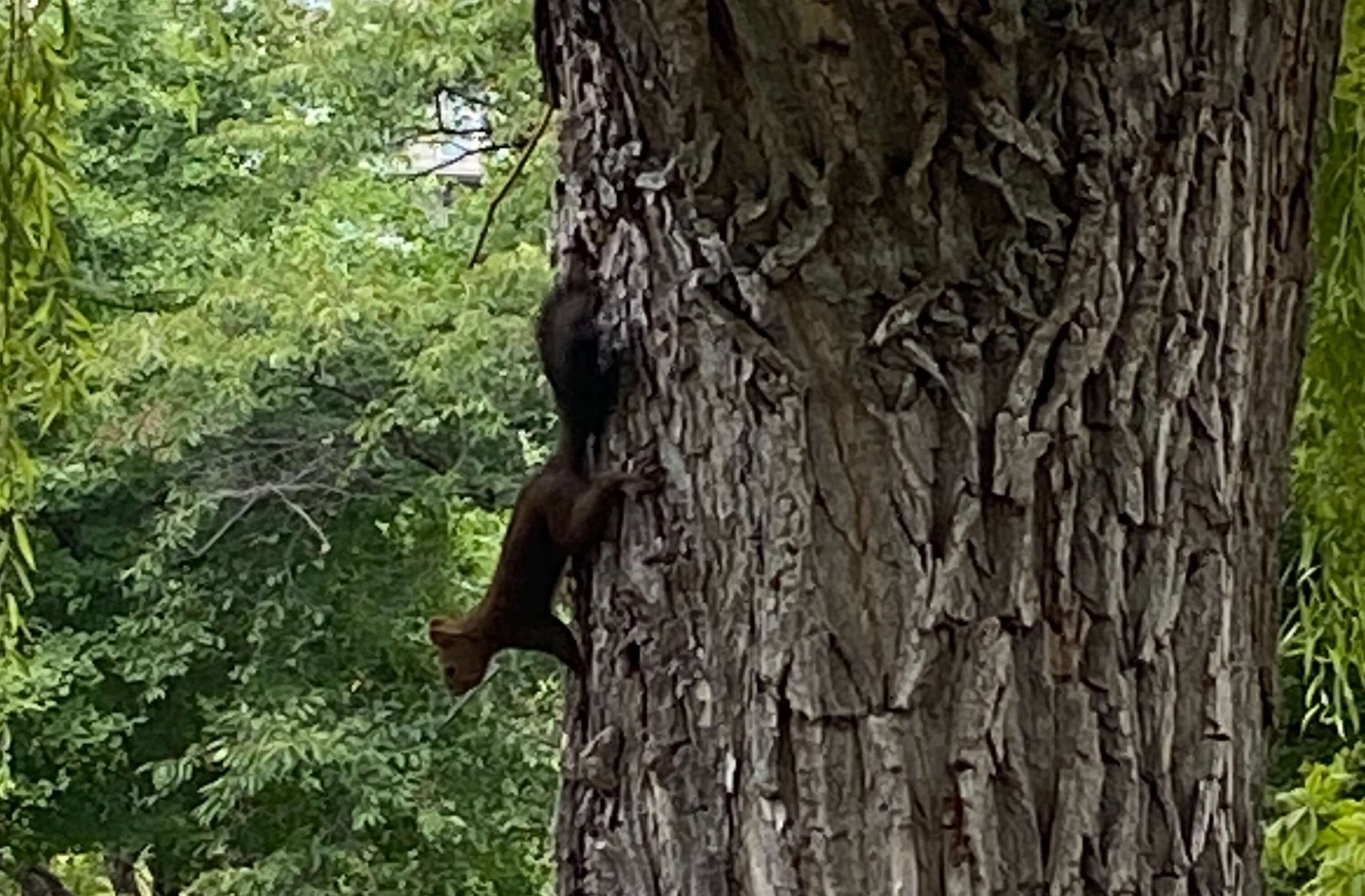 中島公園のリス。かなり人馴れしている・・